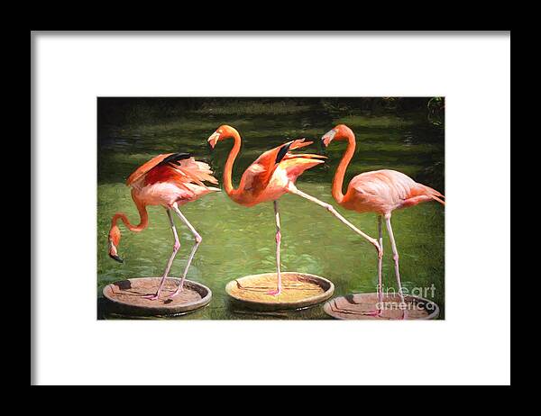 Three Framed Print featuring the photograph Three Flamingos by Judy Wolinsky