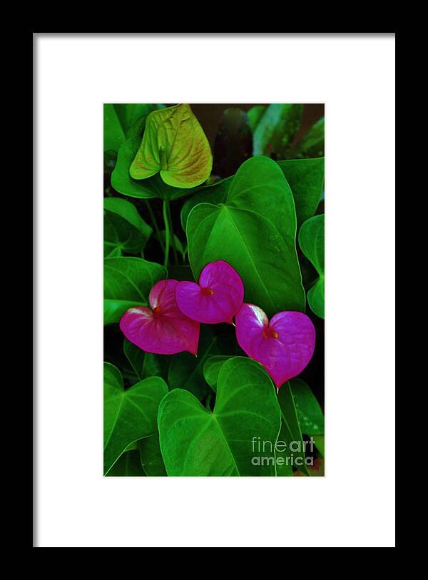 Tropical Flowers Framed Print featuring the photograph Three Hearts by Craig Wood