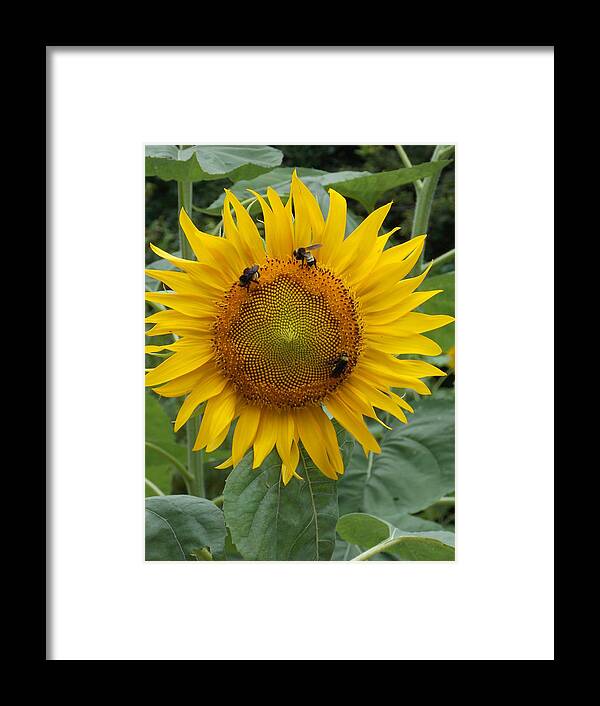 Sunflower Framed Print featuring the photograph Three is a Crowd by Virginia Coyle