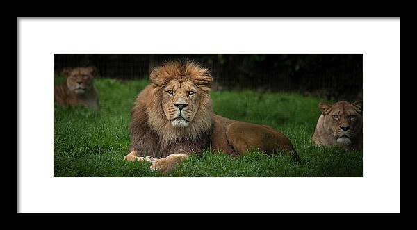 Lion Framed Print featuring the photograph Three Lions by Nigel R Bell