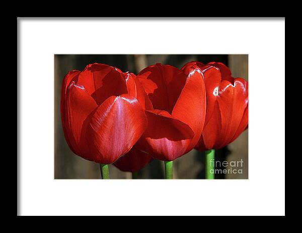 Flowers Framed Print featuring the photograph Three Lips by Eileen Gayle