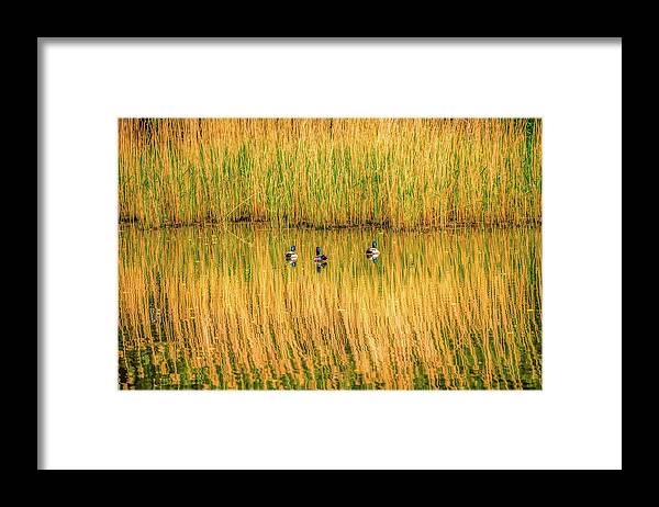 Musketeer Framed Print featuring the photograph Three Musketeers by Leif Sohlman