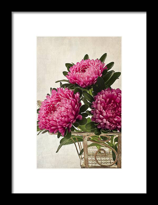 Asters Framed Print featuring the photograph Three Pink Asters by Sandra Foster