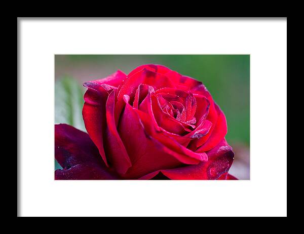 Green Framed Print featuring the photograph Three Quarter View Happy Red Rose by Dina Calvarese