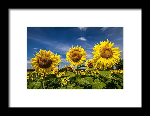Blue Sky Framed Print featuring the photograph Three Suns by Ron Pate