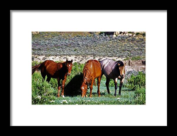 Horses Framed Print featuring the photograph Three Together by Merle Grenz