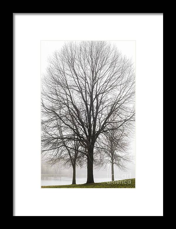 Trees Framed Print featuring the photograph Three Trees In Fog by Tamara Becker