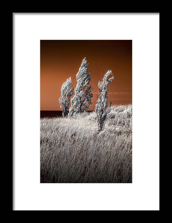 Dune Framed Print featuring the photograph Three Trees in Infrared on top of a Grassy Dune by Randall Nyhof