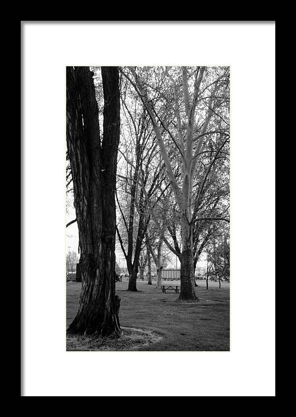 Black Framed Print featuring the photograph Three trees by Teri Schuster