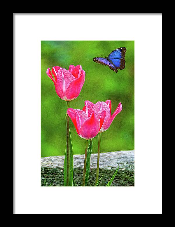 Tulips Framed Print featuring the photograph Three Tulips by Cathy Kovarik