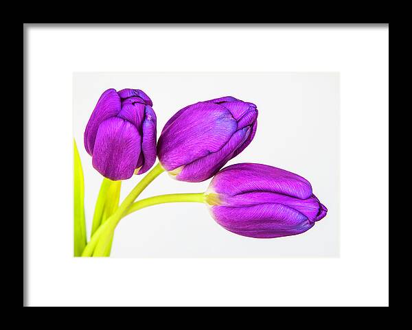 Photographic Art Framed Print featuring the photograph Three Tulips by John Roach