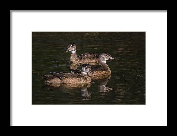 Duck Framed Print featuring the photograph Three Wood ducks by Kevin Giannini