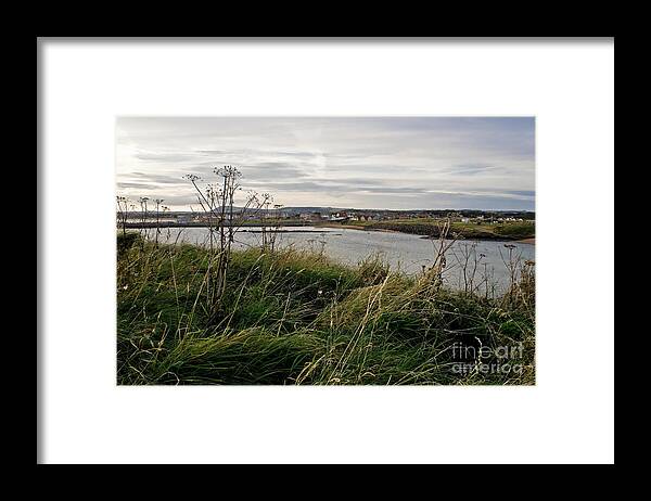 Grass And Sun Framed Print featuring the photograph Thriving under the Wind. by Elena Perelman