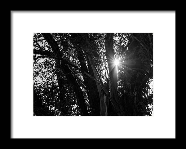Trees Framed Print featuring the photograph Through The Trees by Holden The Moment