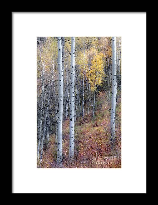 Aspen Woods Framed Print featuring the photograph ...through The Woods... by The Forests Edge Photography - Diane Sandoval
