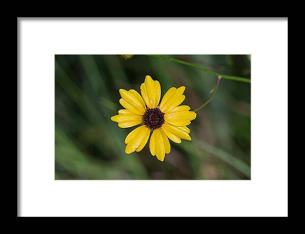 Nature Framed Print featuring the photograph Tickseed Flower by Kenneth Albin