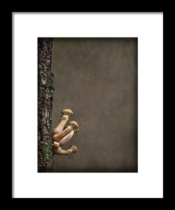 Fungi Framed Print featuring the photograph Ties That Bind by Evelina Kremsdorf