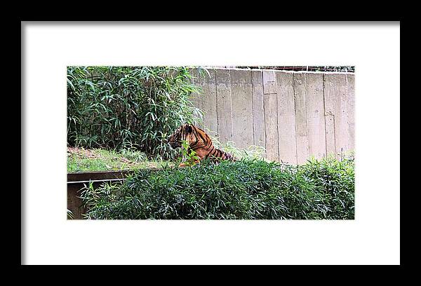 Tigers Framed Print featuring the photograph Tiger 3 by Karl Rose
