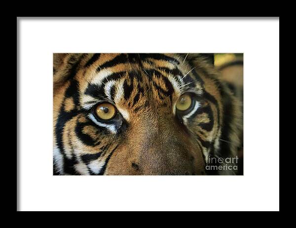 Danger Framed Print featuring the photograph Tiger Eyes by Richard Smith