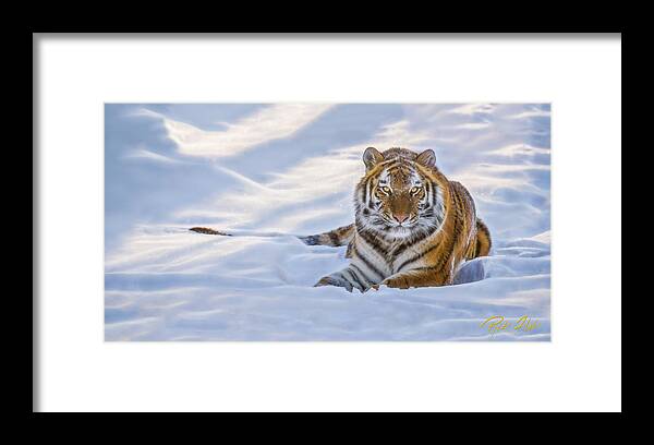 Animals Framed Print featuring the photograph Tiger in the Snow by Rikk Flohr