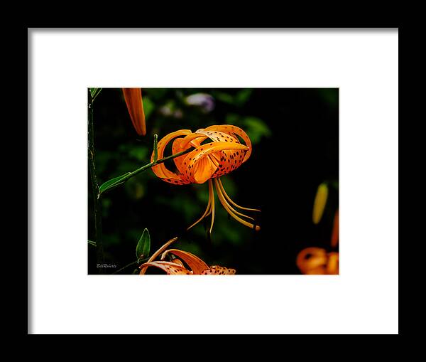Tiger Lily Framed Print featuring the photograph Tiger Lily by Bill Roberts