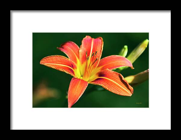 Tiger Lily Framed Print featuring the photograph Tiger Lily by Christina Rollo