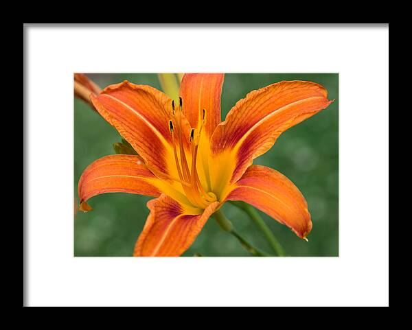 Daylily Framed Print featuring the photograph Daylily by Holden The Moment