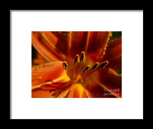 Lily Framed Print featuring the photograph Tiger Lily by Jeff Breiman