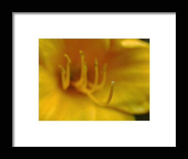 Lily Framed Print featuring the photograph Tiger Lily by Juergen Roth