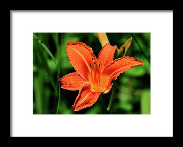 Abstract Framed Print featuring the photograph Tiger Lily on July 5-2017 by Lyle Crump