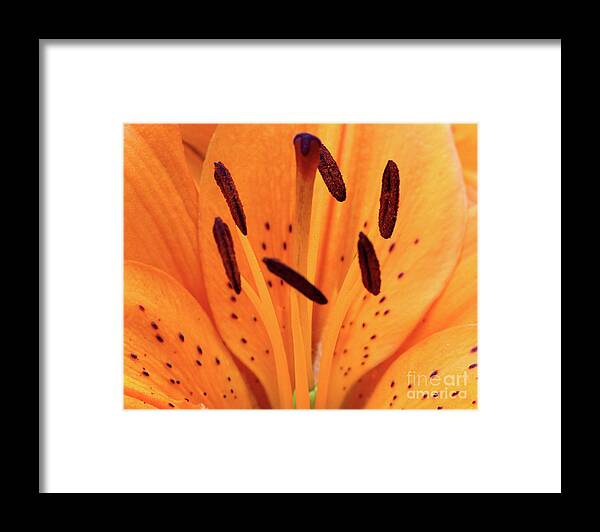Flora Framed Print featuring the photograph Tiger Macro by Stephen Melia