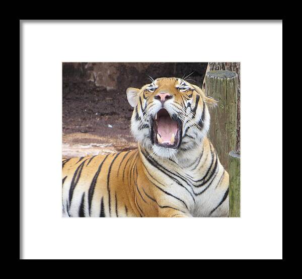 Tiger Framed Print featuring the photograph Tiger by Miguel Sella