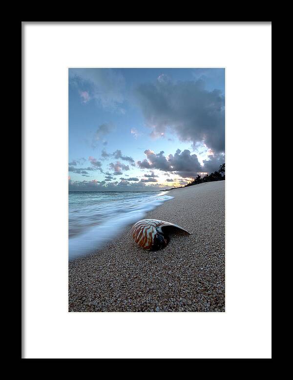 Tiger Nautilus Framed Print featuring the photograph Tiger Nautilus Foam by Sean Davey
