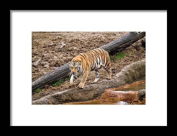Prowl Framed Print featuring the photograph Tiger on the Prowl by Douglas Barnett