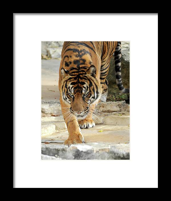 Africa Framed Print featuring the photograph Tiger On The Prowl by Gunther Allen