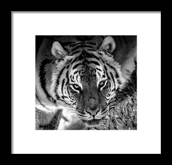 Wild Animal Sanctuary Framed Print featuring the photograph Tiger Stare Down by Jason Moynihan