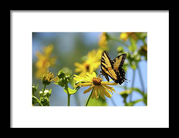 Tiger Swallowtail Framed Print featuring the photograph Tiger Swallowtail by Brook Burling