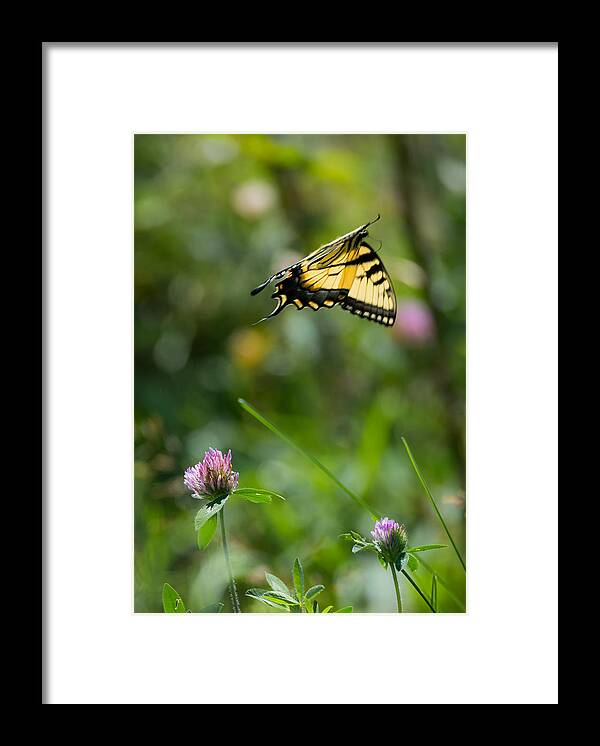 Tiger Swallowtail Butterfly In Flight Framed Print featuring the photograph Tiger Swallowtail Butterfly In Flight by Holden The Moment