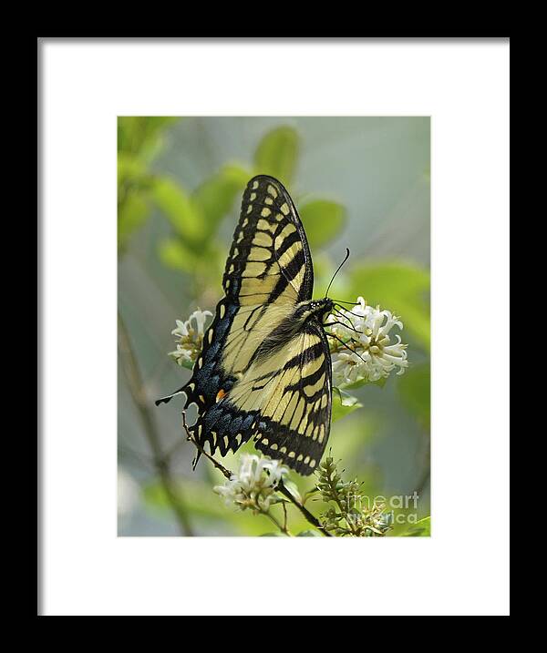 Tiger Swallowtail Butterfly Framed Print featuring the photograph Tiger Swallowtail Butterfly in the Privet 1 by Robert E Alter Reflections of Infinity