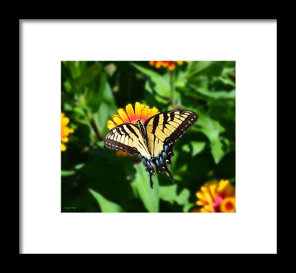 Butterfly Framed Print featuring the photograph Tiger Swallowtail Butterfly by Kathy Kelly