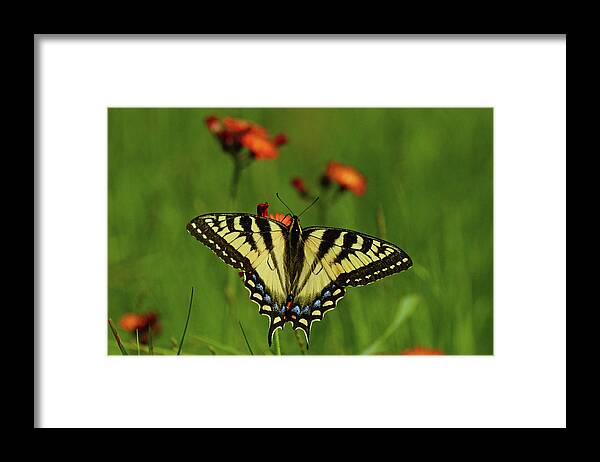 Tiger Framed Print featuring the photograph Tiger Swallowtail Butterfly by Nancy Landry
