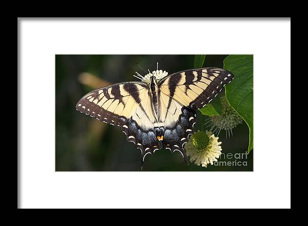 20140711-14137_v1-tigerswallowtail Framed Print featuring the photograph Tiger Swallowtail Butterfly on Button Bush by Robert E Alter Reflections of Infinity