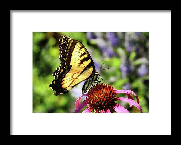 Butterfly Framed Print featuring the photograph Tiger Swallowtail by Elaine Manley