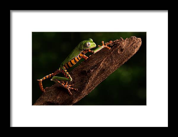 Amazon Animal Framed Print featuring the photograph Tiger Tree Frog Climbing by Dirk Ercken