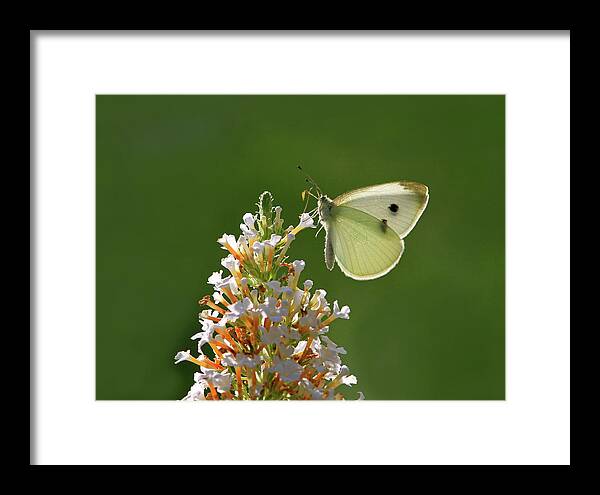 Cabbage White Framed Print featuring the photograph Tight Grip by Donna Kennedy
