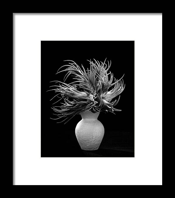 Plant Framed Print featuring the photograph Tillandsia by Gary Cloud