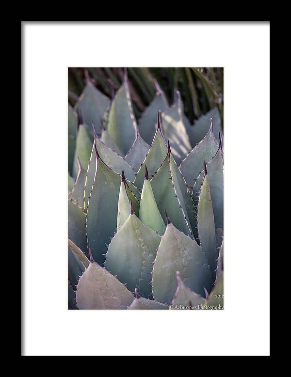 Agave Americana Framed Print featuring the photograph Tilted Agave by Aaron Burrows