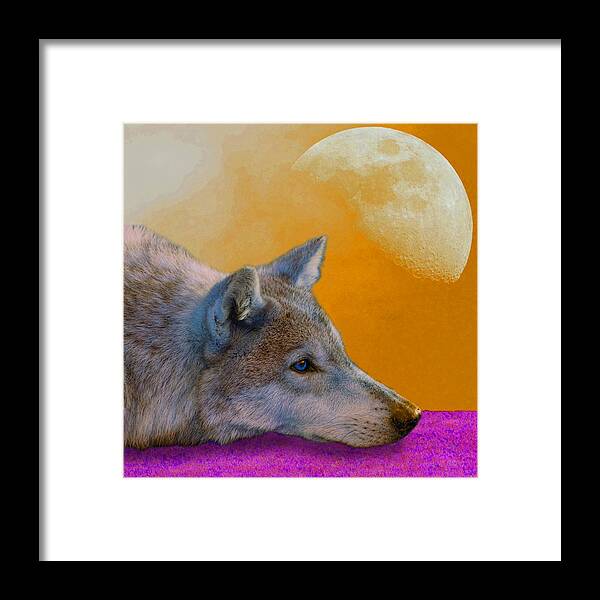 Animal; Moon; Outdoors; Predator; Sky; Timber Wolf; Wild; Wild Animal; Wildlife; Wolf; Animal; Moon Framed Print featuring the photograph Timber Wolf Under the Moon by Tina B Hamilton