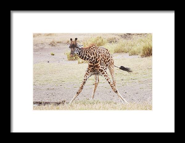 Nature Framed Print featuring the photograph Time For A Drink by Dawn J Benko