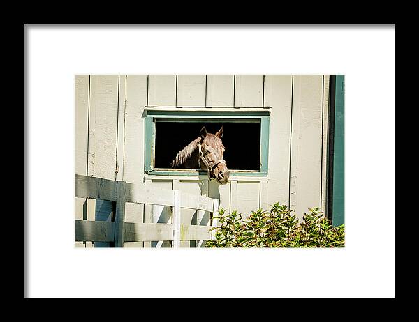 Horse Framed Print featuring the photograph Time for a Tan by Pamela Williams
